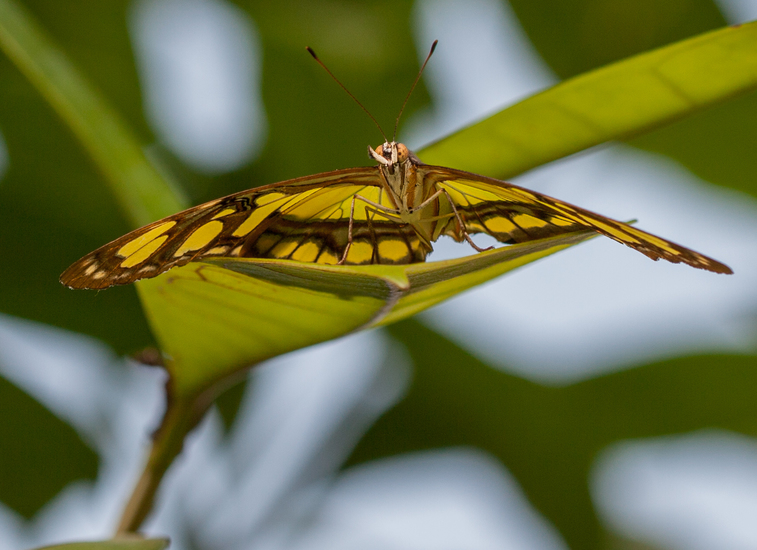 Siproeta Stelenes