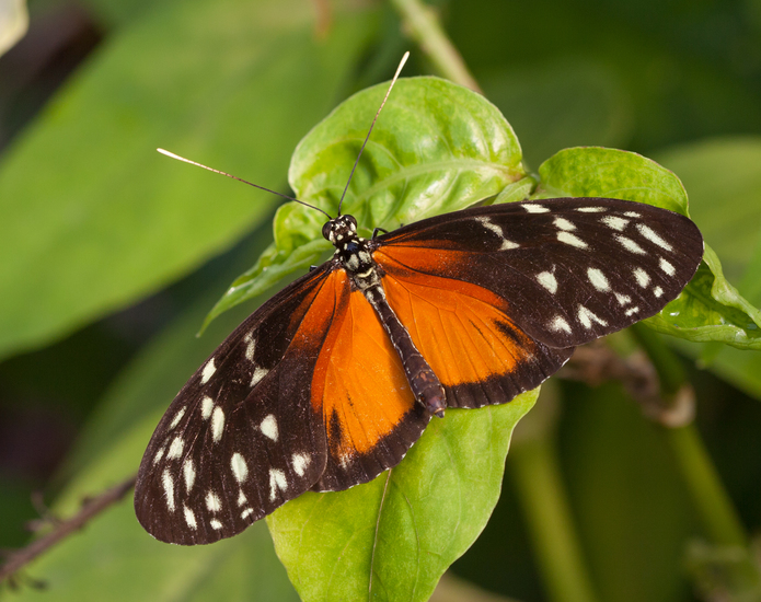 Heliconius Hecale