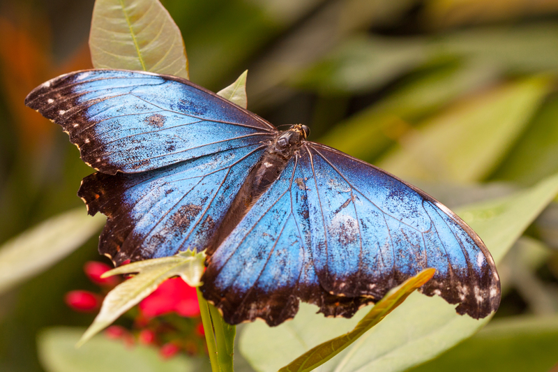 Morpho Peleides