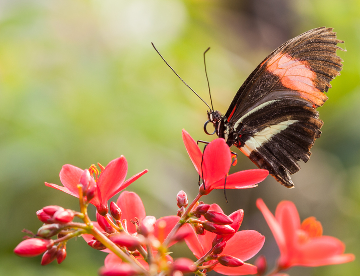 Heliconius Erato