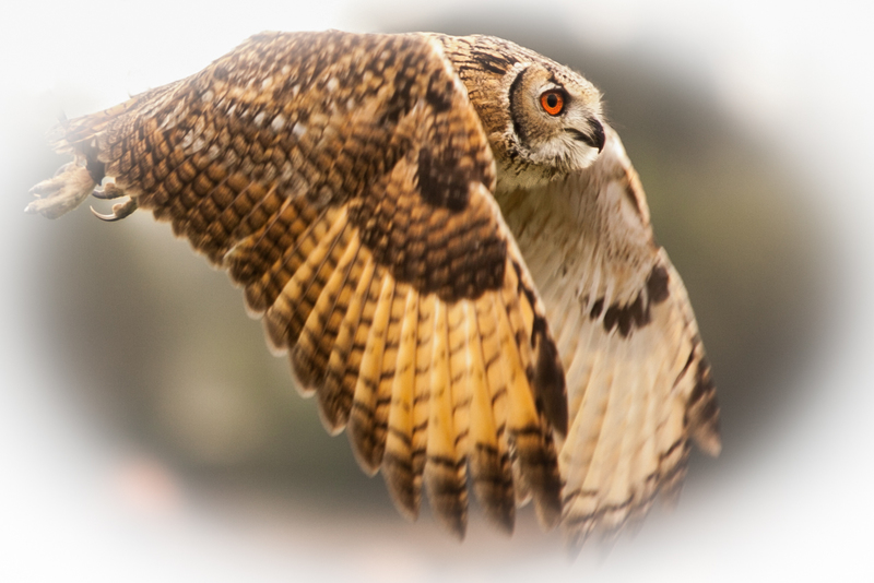 Oehoe (in flight)