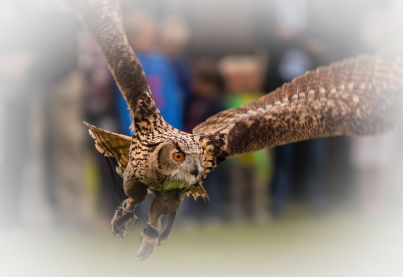Oehoe (in flight)