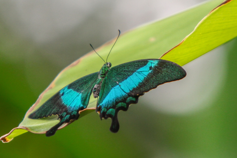 Papilio Palinurus