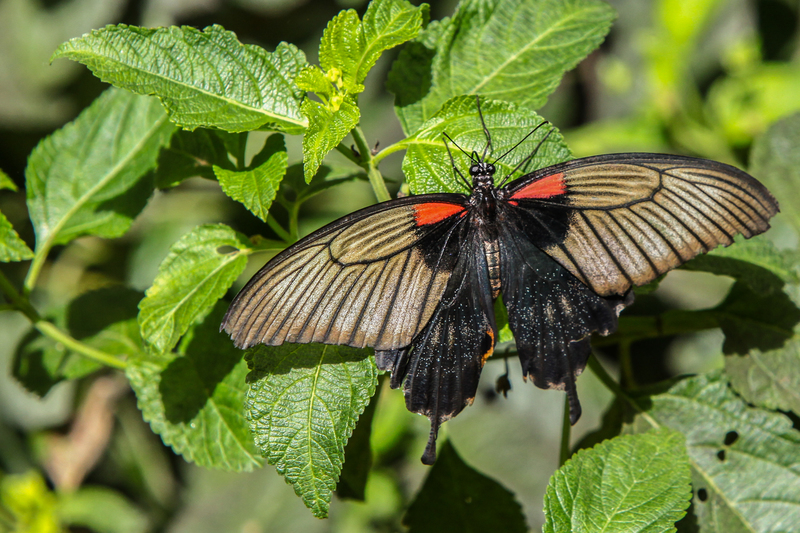 Papilio Memnon