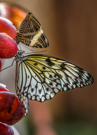 Danaus Plexippus