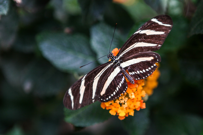 Heliconius Charitonius