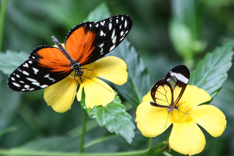 Heliconius Hecale en Greta Oto