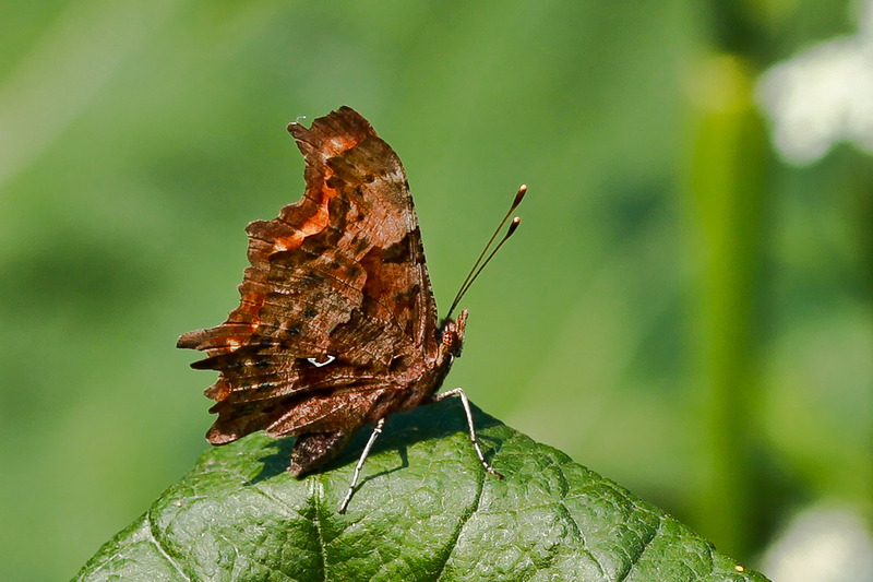 Polygonia C-album