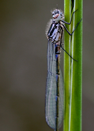 Libelle