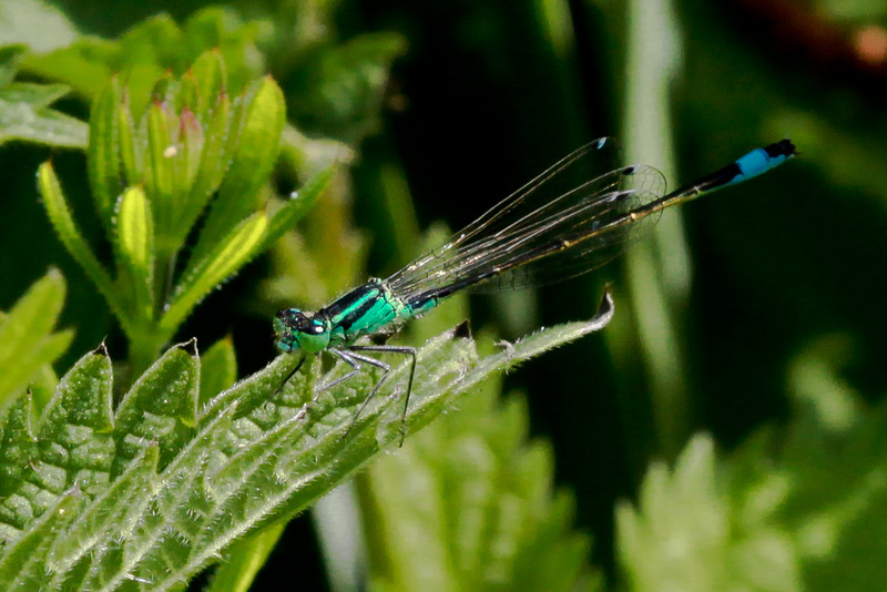 Libelle