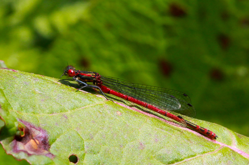 Libelle