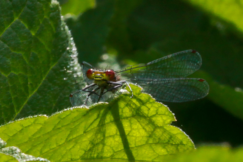 Libelle