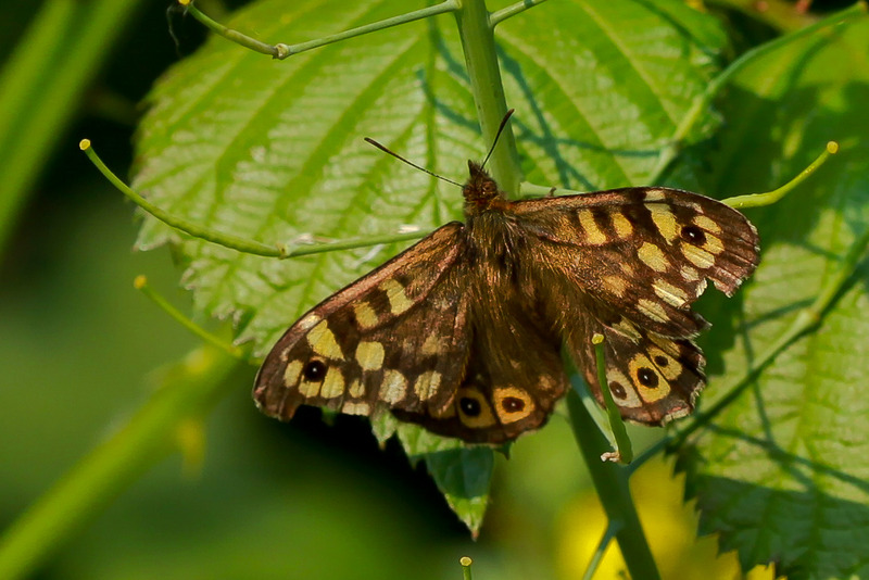 Pararge Aegeria