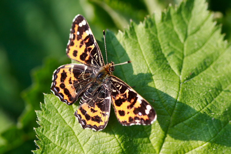Araschnia Levana