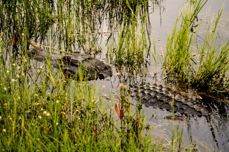 Everglades