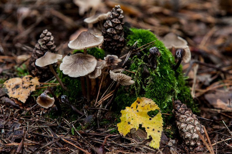 Herfsttafereel