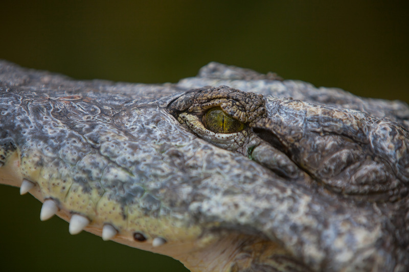 Alligator