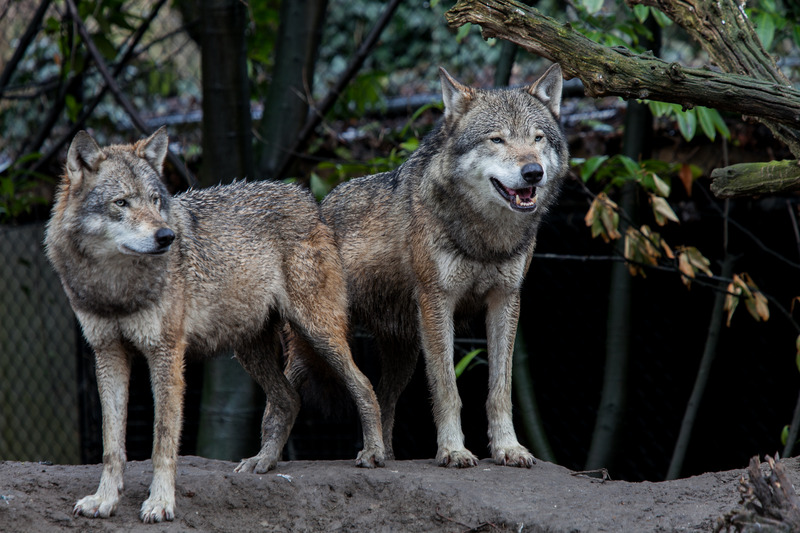 Wolven