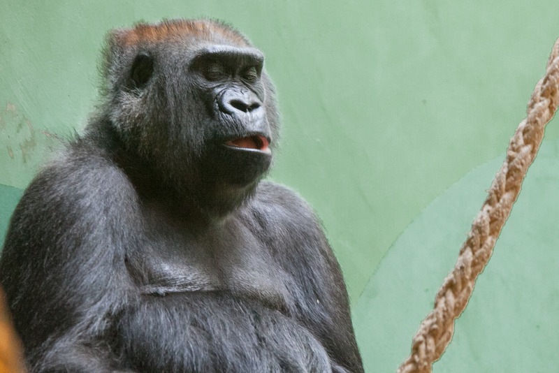 Gorilla