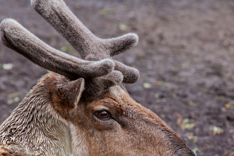 Eland