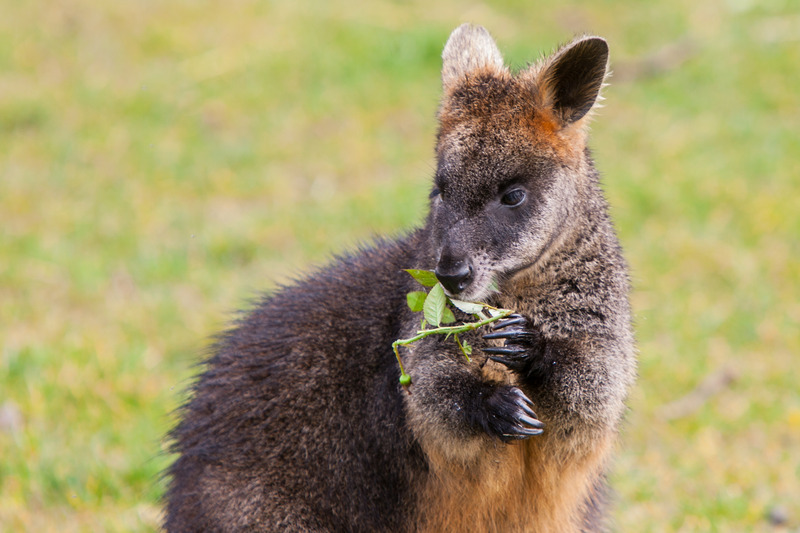 Skippy