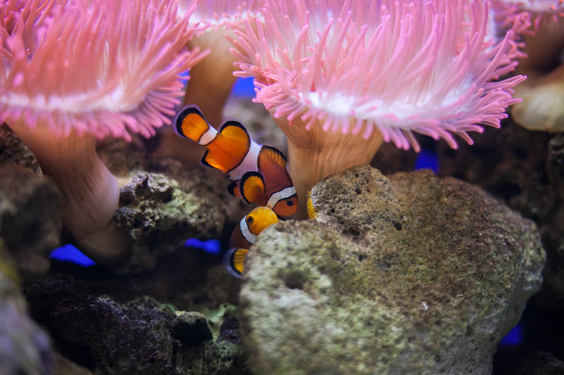 Oceanium