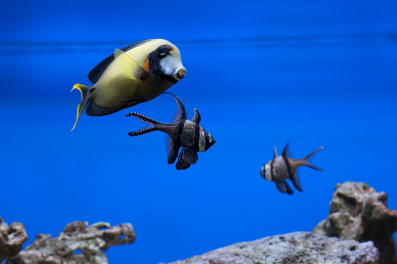 Oceanium