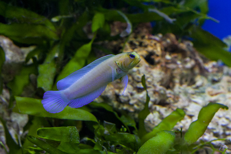 Oceanium