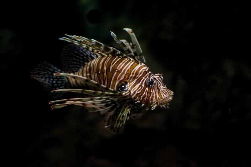 Oceanium