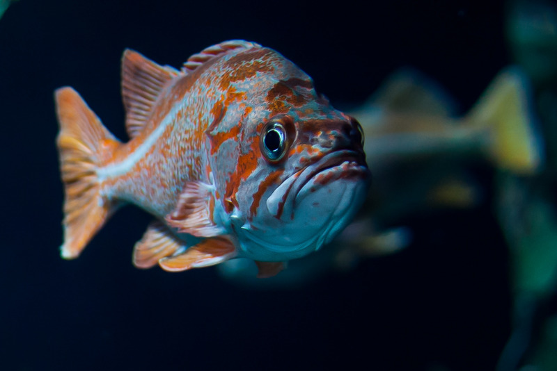 Oceanium
