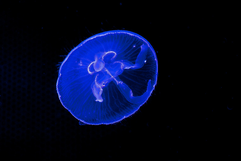 Oceanium