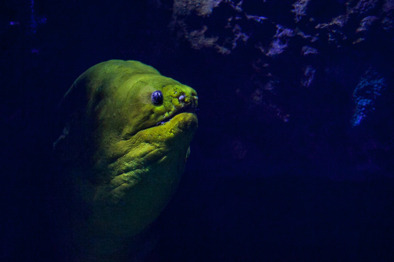 Oceanium