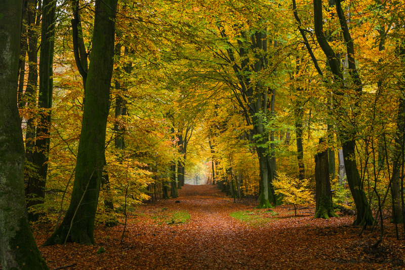 Rustiek