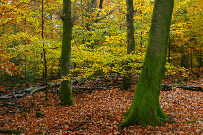 Herfst