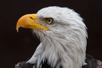 Roofvogels