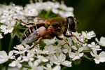 Macro opnamen van insectenspul