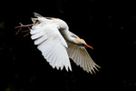 Verschillende vogels ......