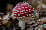 Leemringveld in Marknesse