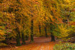 herst in het Speuldersbos