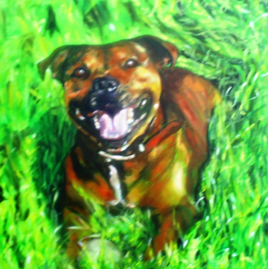 Engelse staffordshire bullterier in het gras