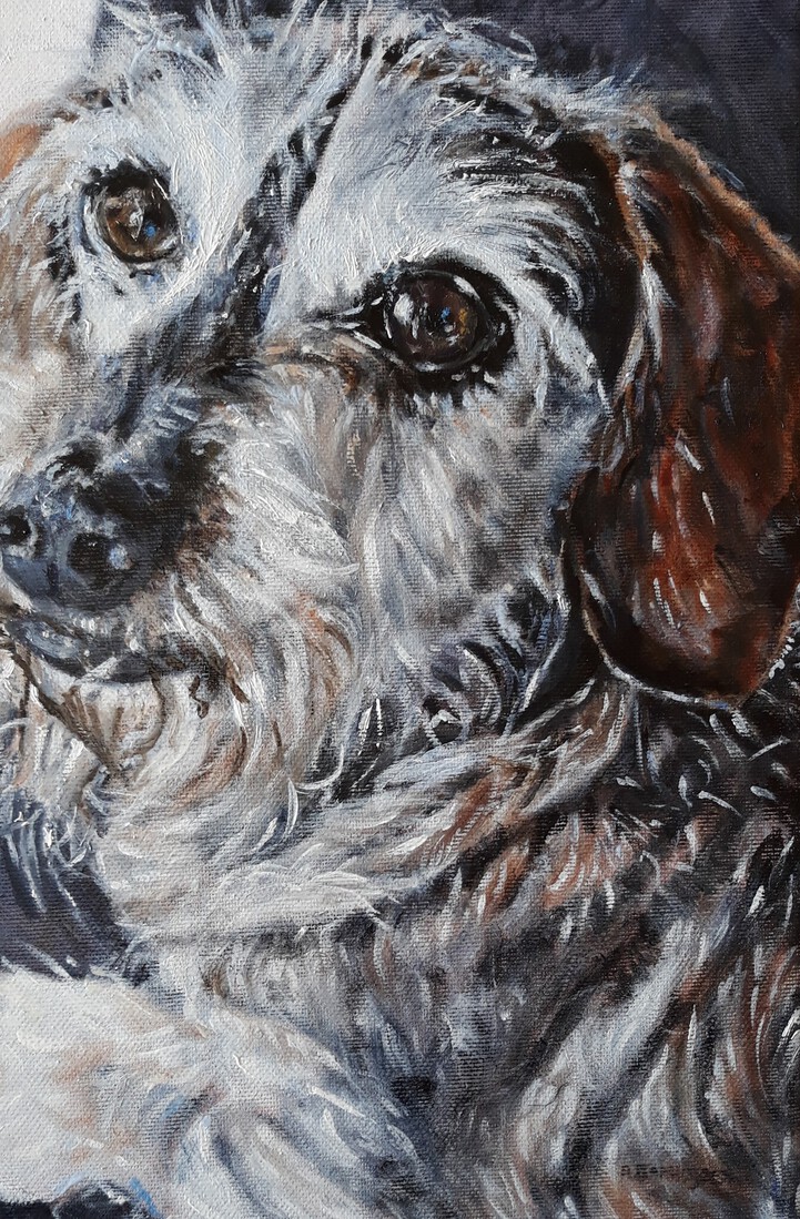 Ruwharige teckeltje (kanichen