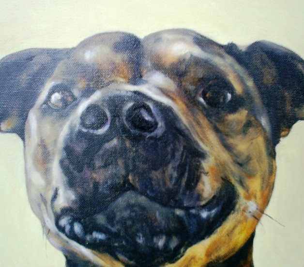 staffordshire-bullterier