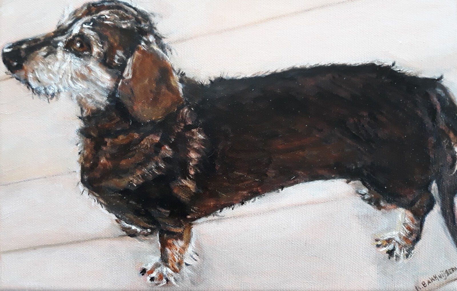 Ruwharige Teckel ( Kanichen)