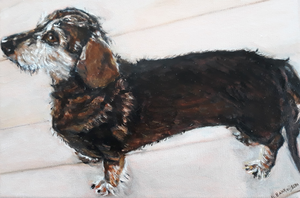 Teckeltje (Kaninchen) Engelse stafford-shire bullterrier