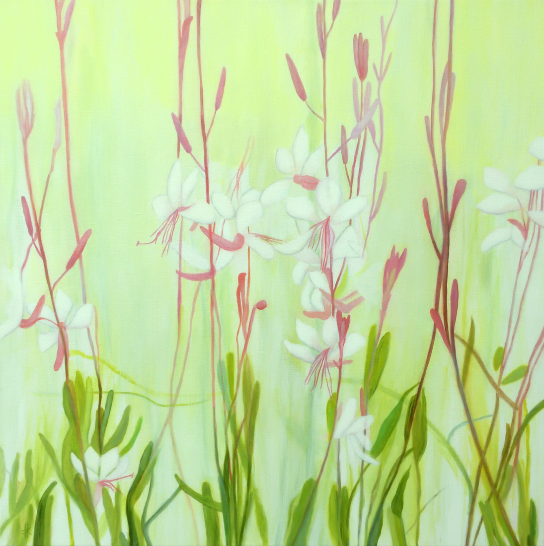 Gaura beeblossom
