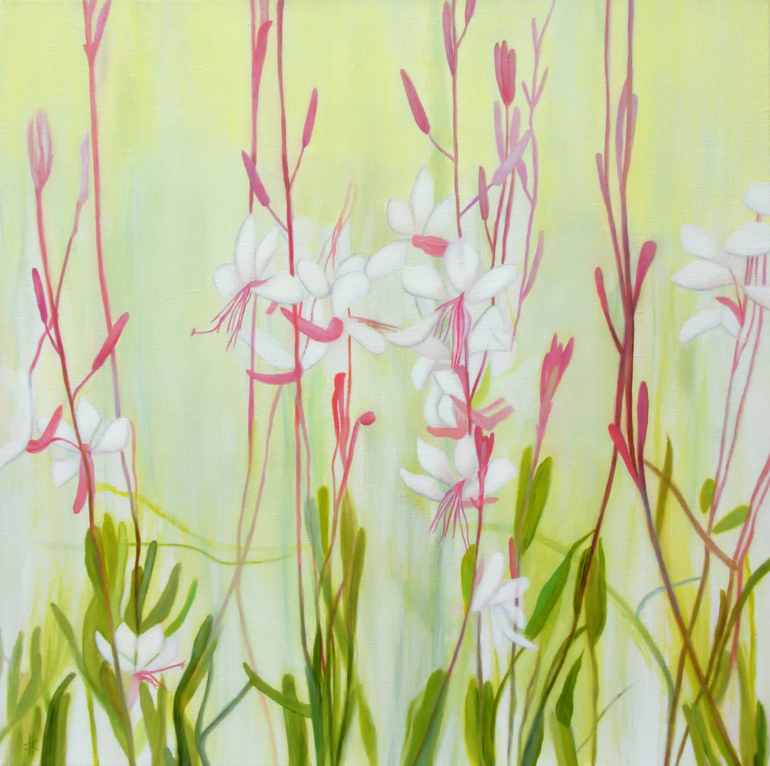 Gaura blossom