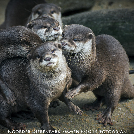 Otters