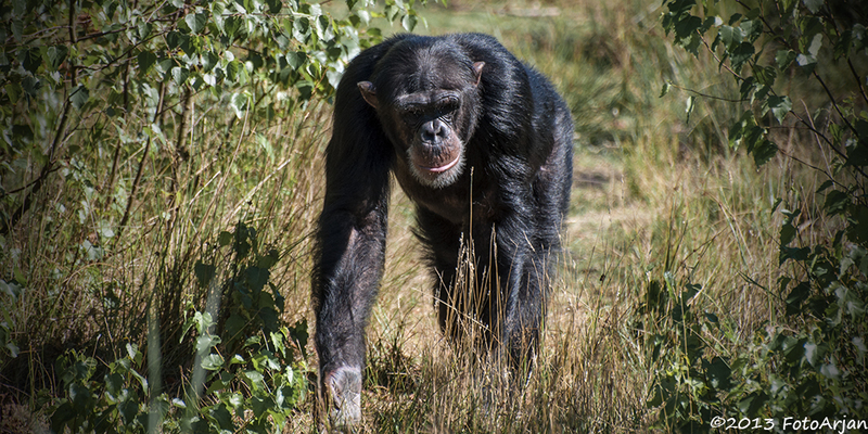 Chimpansee