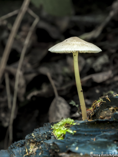 Paddenstoelen