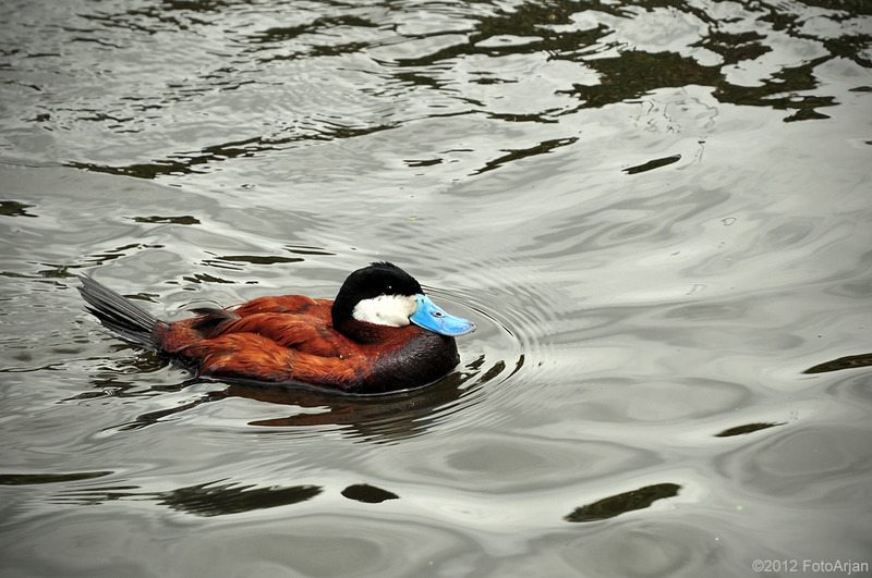 Rosse Stekelstaarteend